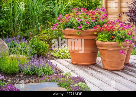 Schöner Garten mit Terrakottatöpfen, gefüllt mit leuchtend rosa und roten Geranien Stockfoto