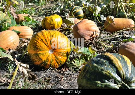 Nahaufnahme von reifenden Kürbissen auf dem Kürbisacker an einem Herbsttag Stockfoto