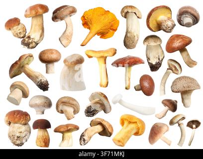 Verschiedene essbare Pilze isoliert auf Weiß, gesetzt Stockfoto