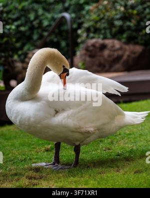 Ein weißer Zwergschwan beugt seinen langen Hals, um seine Flügelfedern zu putzen, während er auf einer grasbewachsenen Wiese steht. Stockfoto
