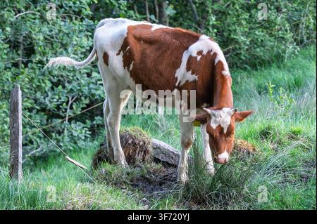 Eine braune und weiße Kuh grast auf Gras neben einem Zaun in einer üppigen grünen Weide, umgeben von Sträuchern. Stockfoto