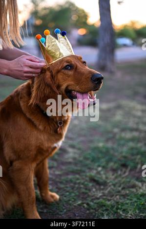 Ein Golden Retriever sitzt geduldig, während eine Person ihm draußen in der Dämmerung eine bunte Pom-Pom-Party-Krone auf den Kopf setzt. Stockfoto