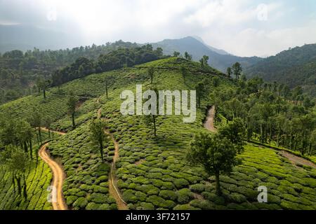 Luftaufnahme von üppigen grünen Teeplantagen in Vythiri, Kerala, Indien. Stockfoto