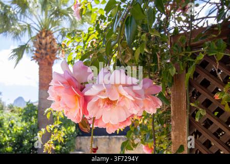 Schönes Büschel blühender rosa und pfirsichfarbener Kletterrosen, die an einem hölzernen Spalier in einem mediterranen Garten wachsen Stockfoto