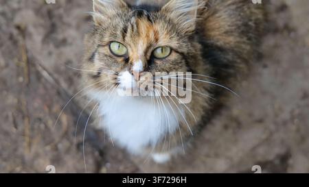 Schöne Calico-Streunerkatze im Freien Stockfoto