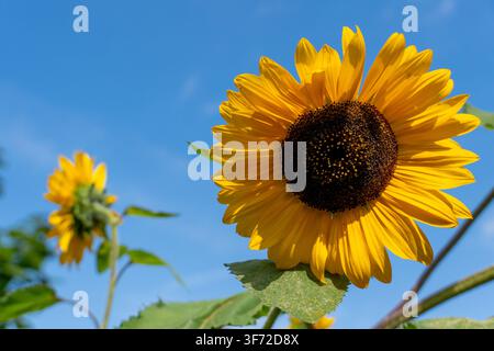 Lebendiger gelber Sonnenblumenstrauch (Helianthus annuus) in voller Blüte vor einem klaren blauen Himmel im Sommer Stockfoto