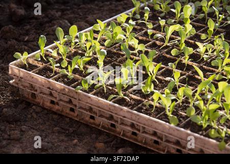 Salatkeimlinge sonnen sich in einer sonnendurchfluteten Anzuchtschale, vorbereitet für die zukünftige Umpflanzung, um die Erträge der lokalen Landwirtschaft zu steigern. Stockfoto