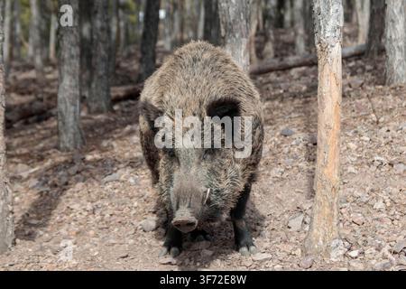 Wildschwein steht frontal im Wald und blickt zum Betrachter Stockfoto