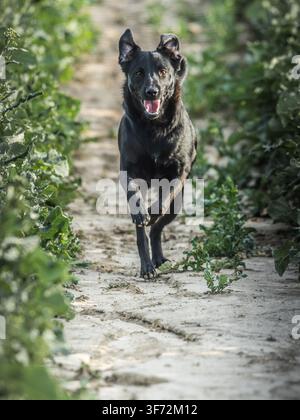 Schwarzer Hund läuft entlang eines schmalen Feldweges zwischen Reihen von grünen Feldkulturen Stockfoto