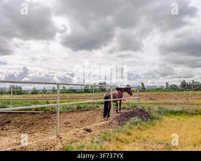 Einzeln stehendes Pferd auf einer umzäunten Weide im Freien. Stockfoto