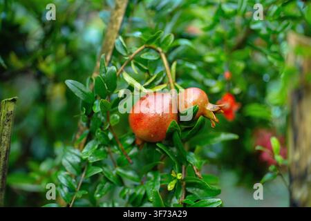 Zwei unreife Granatäpfel, die an einem Ast wachsen, umgeben von grünem Laub in einer natürlichen Außenumgebung. Stockfoto