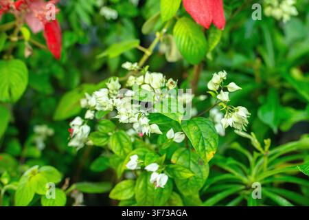 Ein Büschel kleiner weißer Blüten mit grünen Blättern und Stängeln, die in einer üppigen Gartenumgebung wachsen. Stockfoto