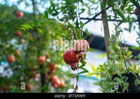 Zwei reife Granatäpfel hängen von einem Ast an einem Baum mit grünem Laub in einer Außeneinrichtung. Stockfoto