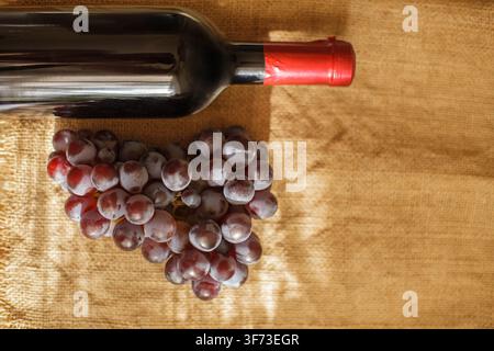 Dunkle Glasflasche mit Rotwein, die in der Nähe eines frischen, reifen Traubenbündels auf einem Sackleinenhintergrund mit warmem Sonnenlicht und Kopierraum platziert ist. Stockfoto