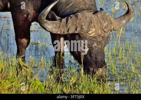 Naher Blick auf einen Kap-Buffel im Chobe-Fluss, Botswana Stockfoto