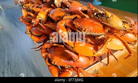 Gedämpfte Mud-Crabs mit großen Scheren gestapelt auf dem Tisch. Stockfoto