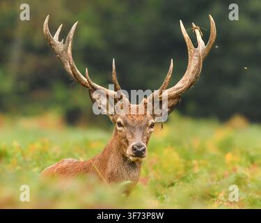 Rothirsch macht eine Pause im Richmond Park Stockfoto