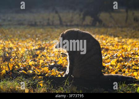 Japanischer getigerter Kater putzt sich zwischen gefallenen Ginkgoblättern im Herbst Stockfoto