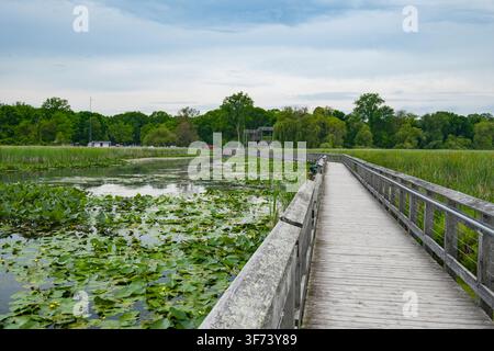 Erkunden Sie die einzigartigen Feuchtgebietökosysteme des Point Pelee Nationalparks über den Sumpfsteg. Dieser barrierefreie Weg windet sich durch üppiges Sumpfland, prov Stockfoto