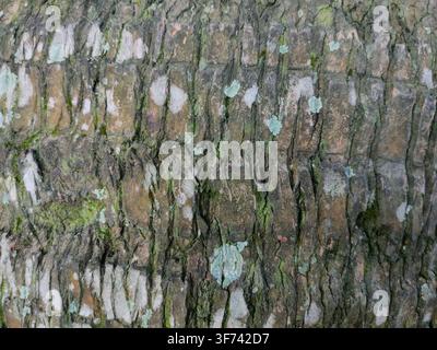 Eine Nahaufnahme zeigt die raue, rissige Textur von Baumrinde, die mit verstreuten hellgrünen Flechten bedeckt ist. Stockfoto