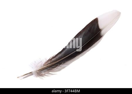 Schwarze und weiße Krähenfeder isoliert auf weißem Hintergrund Stockfoto