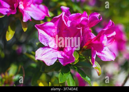 Hintergrund mit rosa Azaleenblüten an einem Strauch im Frühling in Asien, Nahaufnahme. Schöne leuchtend rote Blüten aus der Gattung Rhododendron macro im Park Stockfoto