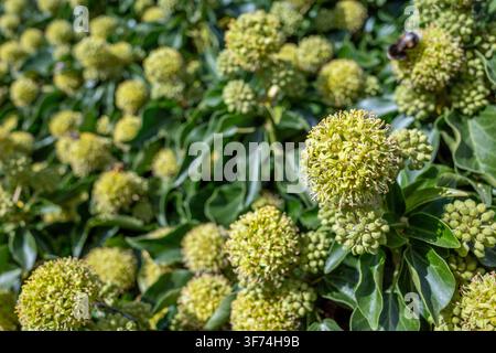 Efeu; Hedera helix; Blüten; UK Stockfoto