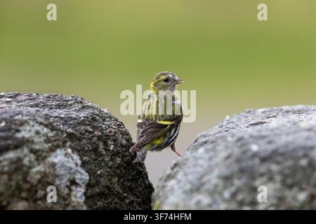 Meise; Spinus spinus; Weibchen; UK Stockfoto