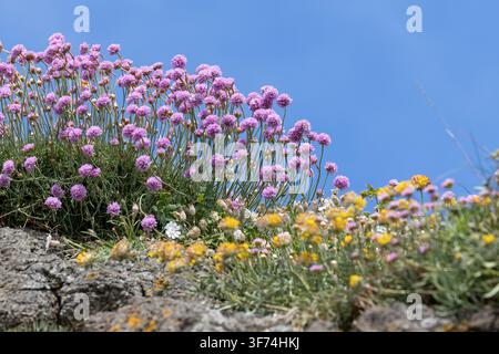 Secondhand; Armeria maritima; Blühend; Mit Kidney-Vetch; UK Stockfoto