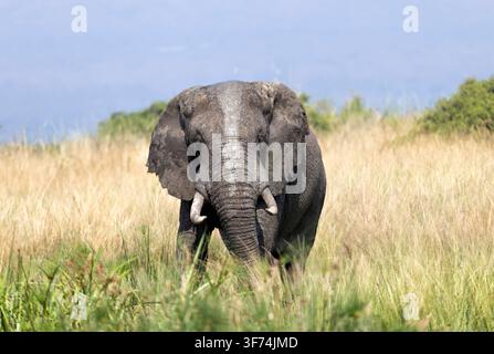 Nahaufnahme des Afrikanischen BuschElefanten im Grasland an einem sonnigen Tag. Stockfoto