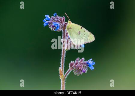 Gefleckter Gelbfalter, Colias croceus, sitzt auf einer Gewöhnlichen Alkanen-Blume, Bulgarien Stockfoto