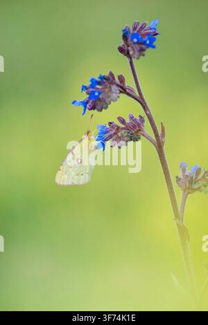 Gelbflügel-Ritterfalter, Colias croceus, sitzt auf einer Wildblume des Gewöhnlichen Alkanens, Bulgarien Stockfoto