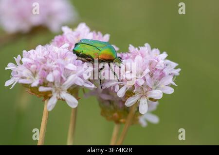 Rosenkäfer, Cetonia aurata, Bulgarien Stockfoto