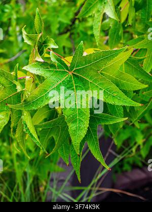 Lebendiges grünes, sternförmiges Liquidambar-Blatt, das mit Wassertropfen bedeckt ist, in Coesfeld, Deutschland Stockfoto