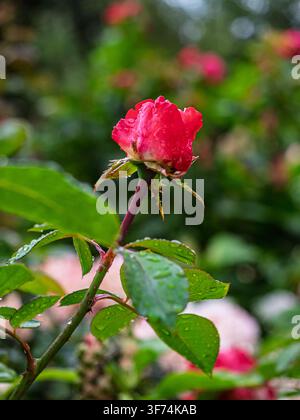 Junge rote Rosenknospe, bedeckt mit Wassertropfen, in einem Garten in Coesfeld, Deutschland Stockfoto