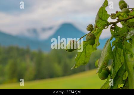Eine Nahaufnahme von grünen Eicheln und Eichenblättern hängt scharf im Fokus vor einem weichen, unscharfen Hintergrund aus Wiese, Wald und fernen Bergen. Stockfoto