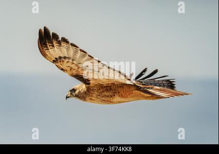 Rotschwanzbussard, Buteo jamaicensis, fliegt mit ausgebreiteten Flügeln vor einem klaren blauen Himmel. Stockfoto
