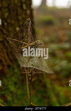 Spinnennetz mit Morgentau in einem Wald nahe Sorens, Freiburg, Schweiz, das zarte Fäden und sanftes natürliches Licht zeigt. Stockfoto