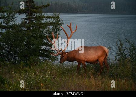 Elch in der Nähe des Sees in den Rocky Mountains, Jasper-Nationalpark, Kanada Stockfoto