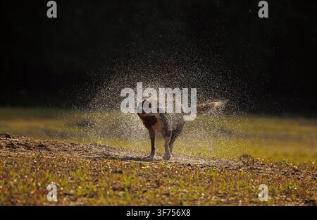 Schokoladenfarbener Border Collie, Maryland, schüttelt Wasser ab Stockfoto