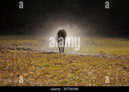 Schokoladenfarbener Border Collie, Maryland, schüttelt Wasser ab Stockfoto