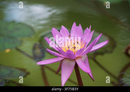 Mehrere Honigbienen sammeln Pollen auf einer blühenden purpurroten Seerose mit lebhaften gelben Staubblättern über einem Teich mit grünen Seerosenblättern, die ein lebendiges Na Stockfoto