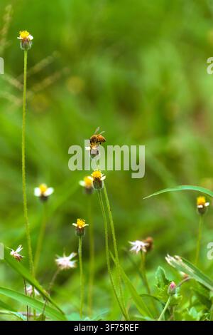 Honigbiene (Apis mellifera) bestäubt eine kleine Wildblume der Art Tridax procumbens (Kleidknopf) auf einer lebendigen grünen tropischen Wiese. Stockfoto