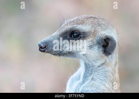 Schlankschwanz-Meerkatze (Suricata suricatta) Nahaufnahme des Kopfes, Seitenansicht, Kalahari, Nordkap, Südafrika Stockfoto