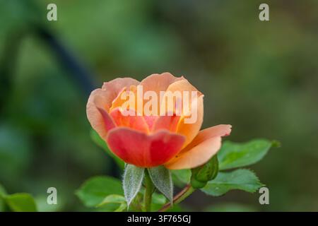 Eine einzelne schöne pfirsich- und orangefarbene Rose blüht in einem Sommergarten vor einem weichen grünen Bokeh-Hintergrund. Stockfoto