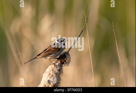Rohrammer Passer montanus sitzt auf einem trockenen Schilfrohr, zeigt detailliertes Federkleid mit schwarzem Kopf und weißem Kragen in einem natürlichen Sumpfhabitat Stockfoto