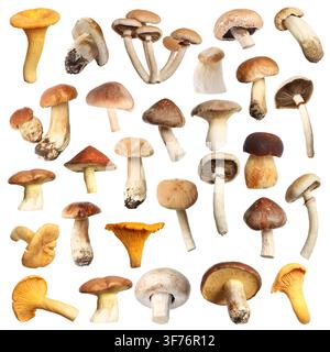 Verschiedene essbare Pilze isoliert auf Weiß, gesetzt Stockfoto