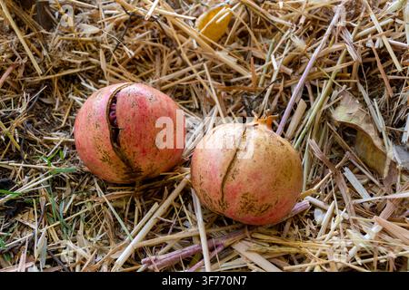 Zwei aufgesprungene reife Granatäpfel liegen auf trockenem Stroh in einer rustikalen Bauernhofumgebung. Stockfoto