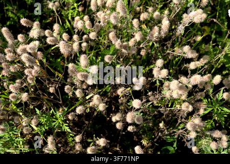 Hasenpfoten-Klee (Trifolium arvense) mit blassen, flauschigen Blütenköpfen, die wild in einer sonnenbeschienenen Sommerm Wiese wachsen. Stockfoto
