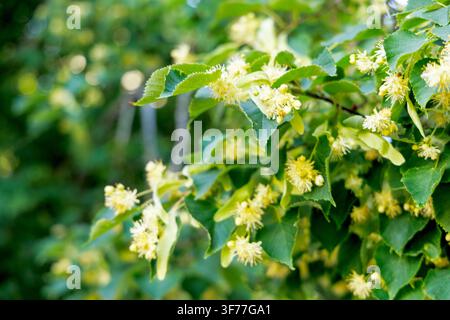 Weichfokus-Aufnahme von gelben Lindenblüten, die zwischen lebendigen grünen Blättern an einem Sommertag blühen. Stockfoto